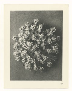 Studio di piante, Urformen der Kunst (titolo della serie) da Karl Blossfeldt