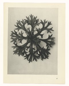 Studio di piante, Urformen der Kunst (titolo della serie)