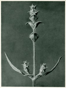 Salvia, 1929 da Karl Blossfeldt