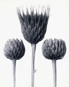Serratula Nudicaulis (Seghettata Comune a Stelo Nudo)