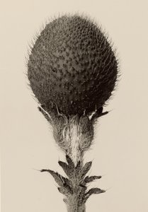 [Pianta bulbosa spinosa]