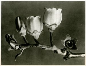 Vaccinium Corymbosum