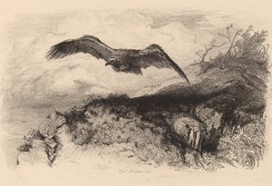 Aquila in volo da Karl Bodmer