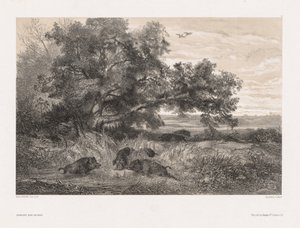 Animali e paesaggio secondo natura: Cinghiale selvatico in uno stagno da Karl Bodmer