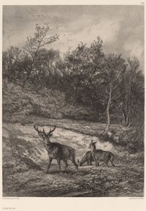 Sulla riva dell