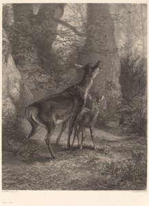 Cerva e cerbiatto da Karl Bodmer