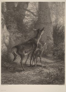  da Karl Bodmer