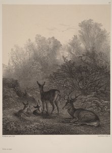 Cervi a riposo