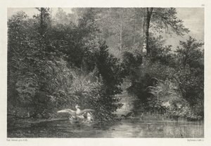 Anatre da Karl Bodmer