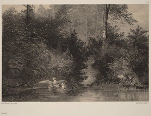 Anatre da Karl Bodmer
