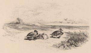 Anatre selvatiche da Karl Bodmer