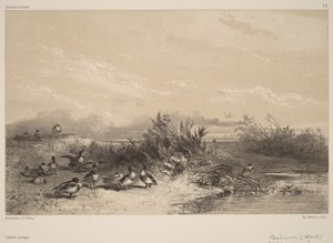  da Karl Bodmer