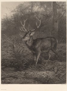 Cervo a dieci corna da Karl Bodmer