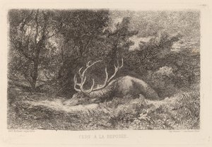 Cervo a Riposo da Karl Bodmer