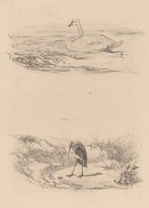 Cigno, airone da Karl Bodmer