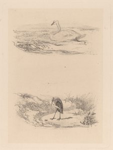 Cigno, airone da Karl Bodmer