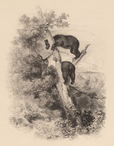 Due Orsi da Karl Bodmer