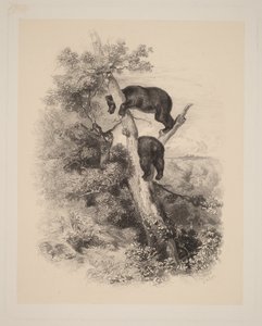  da Karl Bodmer