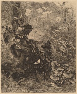 Lumache e farfalle da Karl Bodmer