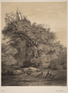 Fagiani da Karl Bodmer