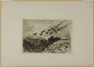 Oche in volo da Karl Bodmer