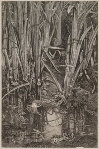 Rane nella palude da Karl Bodmer