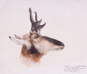 Testa di un
