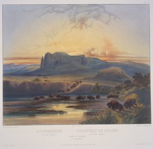 Mandria di bisonti sull