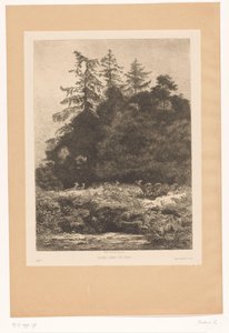 Cervi al margine di un bosco