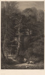 Interno della foresta