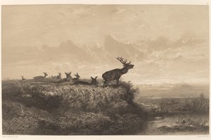 Il mattino. Cervo e cerve da Karl Bodmer