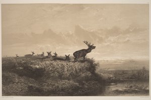 Il mattino. Cervo e cerve da Karl Bodmer