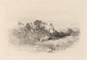 I due aironi da Karl Bodmer