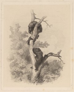 Les Ours (Gli Orsi) da Karl Bodmer