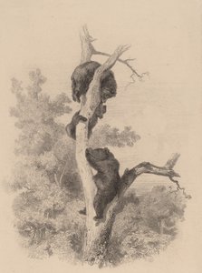 Gli orsi