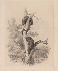 Gli orsi da Karl Bodmer