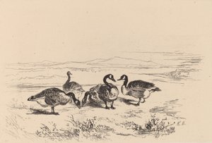 Oche bernacle da Karl Bodmer