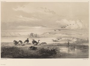 Oche selvatiche da Karl Bodmer
