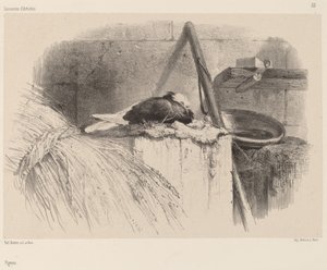Piccione da Karl Bodmer