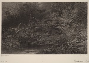 Volpe in agguato da Karl Bodmer
