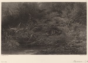 Renard in Agguato