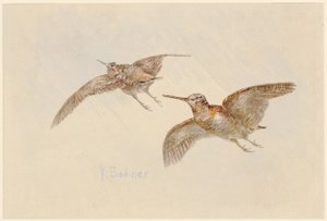  da Karl Bodmer