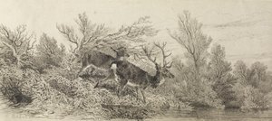 Cervo nel bosco da Karl Bodmer
