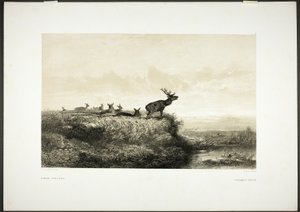 Il mattino: Cervi e cerbiatti da Karl Bodmer