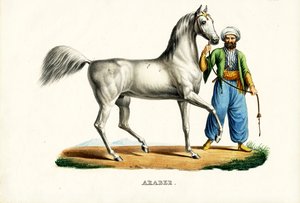 Cavallo arabo (1824) da Karl Joseph Brodtmann
