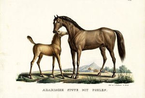 Cavallo arabo con pollame, 1824 da Karl Joseph Brodtmann