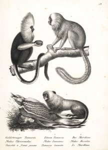 Uistitì dalla testa buffa, Callithrix flaviceps (in pericolo) 1, e tamarino leone dorato, Leontopithecus rosalia (in pericolo) 2,3. Litografia di Karl Joseph Brodtmann dal libro di Heinrich Rudolf Schinz Storia Naturale Illustrata degli Uomini e degli Anim da Karl Joseph Brodtmann