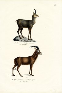 Camoscio, 1824