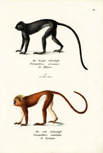 Langur Hanuman, 1824
