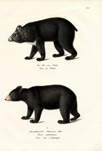Orso Nero Himalayano, 1824 da Karl Joseph Brodtmann